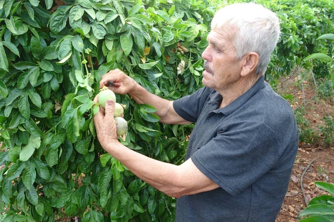 'Aşk meyvesi'ne yatırım yaptılar, mutluluktan havalara uçtular! Yurt dışından gelip kasa kasa alıyorlar, çok para kazandırıyor 4
